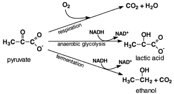 Fates of pyruvate. In yeasts under anaerobic conditions, pyruvate is decarboxylated and reduced by the NADH formed by glycolysis to ethanol. In anaerobic muscle, the NADH generated by glycolysis reduces pyruvate to lactic acid. When O2 is present, pyruvate is completely oxidized to CO2 and water.