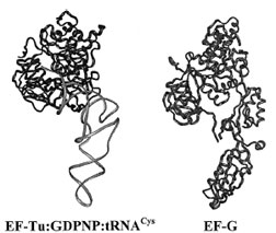 Comparison of elongation factor structures. The crystal structures of  the EF-Tu:GDPNP:tRNACys ternary complex (left) and EF-G (right) revealed that Domains 3, 4, and 5 of EF-G mimic the conformation of EF-Tu-bound tRNA. Several other translational factors have been determined or predicted to similarly mimic the tRNA structure