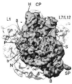 Bacterial ribosome structure at 7.8 Å. Architectural features of Thermus thermophilus 70S ribosomes are labeled, as identified by X-ray crystallography. The 30S subunit is the front, darker portion, and consists of the head (H) connected to the platform (P) and body (B). Other features of the 30S subunit are the neck (N), spur (SP), shoulder (S), and contacts between the head and platform (a and b). The 50S subunit includes the protein L1 stalk, central protuberance (CP), and L7/L12 region. [Reprinted with permission from Cate, J. A., Yusupov, M. M., Yusupova, G. Zh., Earnest, T. N., and Noller, H. F. (1999). “X-ray crystal structures of 70S ribosome functional complexes.” Science 285, 2095-2104. © 1999 American Association for the Advancement of Science.]