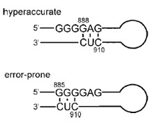 The 16S triplet switch. Genetic studies revealed that the 885–912 regions of 16S rRNA alternate between base-pairing conformations, as shown; both are required for cell viability. Mutations that favor the 888 conformation produce ribosomes that are hyper-accurate in protein synthesis, while substitutions that stabilize the 885 conformation lead to error-prone phenotypes. It is likely that this switch is involved in regulating tRNA selection and translocation.