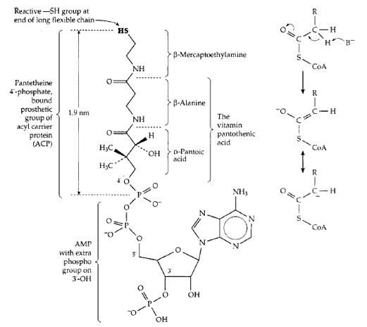 Coenzyme A and its constituent components, which include the vitamin pantothenic acid.