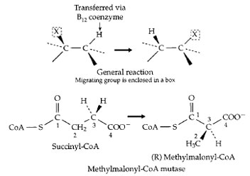 (Top) A family of rearrangement reactions that depend upon free radical formation involving an enzyme-bound form of the vitamin B12 coenzyme 5´ -deoxyadenosylcobalamin (Fig. 7). The rearrangement of (R) methylmalonyl-CoA to succinyl-CoA (the opposite of the reaction shown here) is one of the two essential vitamin B12-dependent reactions in the human body, and plays an important role in fatty acid oxidation, as is indicated in Fig. 12.