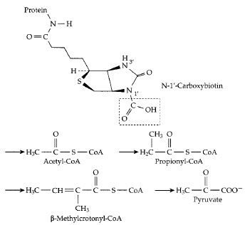 The carboxyl carrier function of biotin. A molecule of activated CO2 is carried as —COOH bonded to N−1´ of biotin, which is covalently attached (as in Fig. 11) to an appropriate protein. Below this structure the sites of four different metabolic intermediates that receive activated CO2 from carboxybiotin are marked by arrows. In each case, either the thioester linkage to coenzyme A or another adjacent carbonyl group activates a hydrogen atom which dissociates as H+, leaving a negatively charged site which accepts the CO2 by direct transfer from carboxybiotin. Carboxylation of propionyl-CoA in the human body is an essential step in degradation of branched chain and odd chainlength fatty acids (Fig. 12). The resulting methylmalonyl-CoA is converted to succinyl-CoA, the reverse of the reaction shown in Fig. 16.