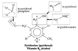 The vitamin B6 (pyridoxine) family: pyridoxol, pyridoxal, pyridoxamine, and the coenzyme forms pyridoxal and pyridoxamine phosphates.