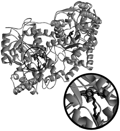 Structure of an aspartate aminotransferase. The protein is a homodimer, with one covalently bound pyridoxal phosphate (shown in black) in each of the two subunits. The expanded view shows the cofactor in greater detail. [Adapted from Rhee, S. et al. (1997). “Refinement and comparisons of the crystal structures of pig cytosolic aspartate aminotransferase and its complex with 2-methylaspartate,” J. Biol. Chem. 272, 17293–17302.]