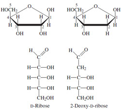 Structures of D-ribose (left) and 2-deoxy-D-ribose (right).