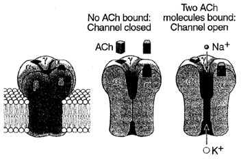 Three-dimensional model of the nicotinic acetylcholine- gated ion channel. The structure is based on a threedimensional reconstruction of electron microscope images by Unwin and his colleagues. The receptor-channel complex consists of five subunits, all of which contribute to forming the pore. When two molecules of of which contribute to forming the pore. When two molecules of acetylcholine bind to portions of the α-subunits exposed to the membrane surface, the receptor-channel changes conformation. This opens a pore in the portion of the channel embedded in the lipid bilayer, and both K<sup>+</sup> and Na<sup>+</sup> flow through the open channel down their electrochemical gradients. (Reproduced with permission from Kandel,E. R., Schwartz, J. H., and Jessel, T. M. (2000). “Principles of Neuronal Science,” 4th edition. McGraw Hill, New York.)