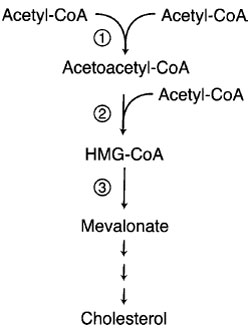 Regulated steps in cholesterol synthesis pathway. Step 1 is catalyzed by cytosolic acetoacetyl-CoA synthase. Steps 2 and 3 are catalyzed by HMG-CoA synthase and HMGCoA reductase, respectively. The later two enzymes are transcriptionally regulated by SREBP. Cholesterol feeds back on its own synthesis by decreasing the abundance of enzymes 2 and 3. HMG-CoA reductase is the target of widely used cholesterollowering drugs known as “statins.” Between mevalonate and cholesterol are more than 30 steps and branch points to nonsteroidal isoprenoid molecules.