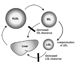 Kinetic mechanism for LDL overproduction in familial hypercholesterolemia. VLDL catabolism gives rise to IDL. IDL has two competing fates. It can be cleared by the liver or continue to be processed to become LDL. In the absence of the LDL receptor, IDL clearance is sluggish, thus a large proportion of IDL is converted to LDL.