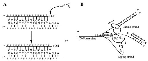 DNA polymerization reaction. (A) According to the base pairing rules, a deoxythymidinetriphosphate (dTTP) is added at the 3´-OH end of the top strand through a transesterification reaction catalyzed by a DNA polymerase. (B) Two units of DNA polymerase form a heterodimer complex to carry out replication in a semi-conservative way. Because the reaction goes only in the 5´→3´ direction, one side (the leading strand) is synthesized continuously, while the other (the lagging strand) consists of short DNA fragments (Okazaki fragment). DNA replication is initiated by an RNA primer (waved line) which is synthesized by a primase. There are a number of accessory but essential proteins besides the polymerase unit.
