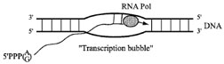 An RNA polymerase unit (filled circle), which consists of multiple factors, opens DNA helix (shown as a bubble) and synthesizes RNA in the 5´→3´ direction.