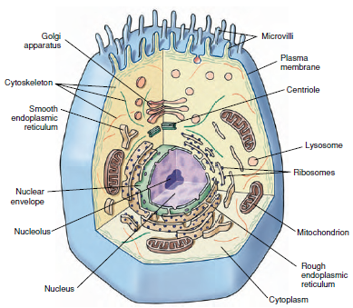 Generalized cell with principal organelles, as might be seen with the electron microscope. No single cell contains all these organelles, but many cells contain a large number of them.