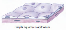 Simple squamous epithelium, composed of flattened cells 