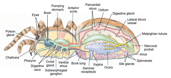 Spider, internal anatomy