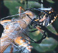 Grasshopper, garden spider (Argiope aurantia)