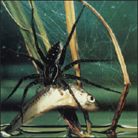 Fisher spider, Dolomedes triton