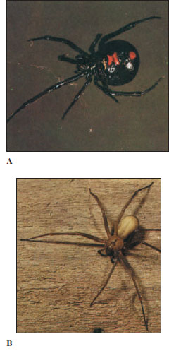 Black widow spider, Brown recluse spider