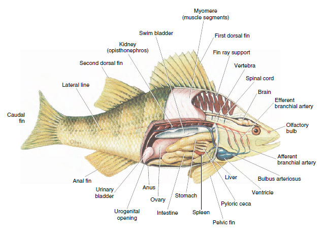 Internal anatomy of the yellow perch Perca flavescens