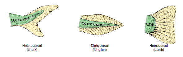 Types of caudal fins among fishes
