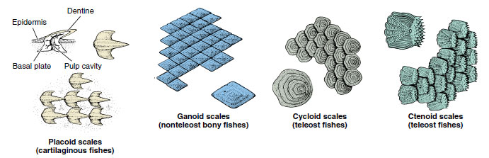 Types of fish scales