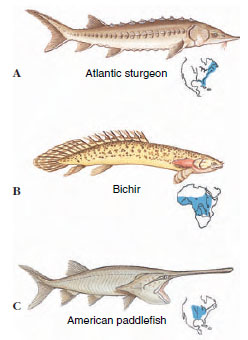 Chondrostean ray-finned fishes