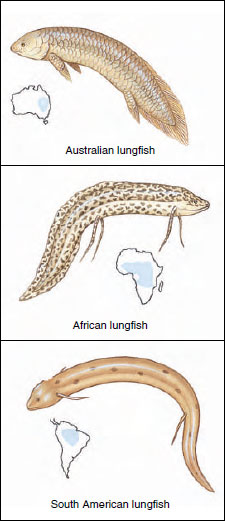 Lungfishes