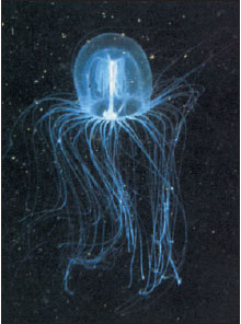 Bell medusa