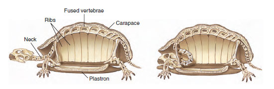 Skeleton and shell of a turtle