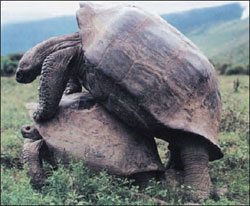 Mating Galápagos tortoises