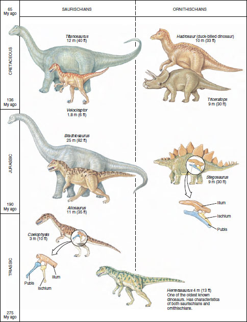 Early Reptiles