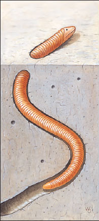 worm lizard