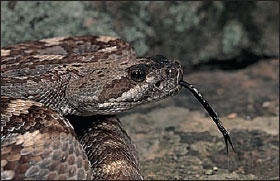lacktail rattlesnake