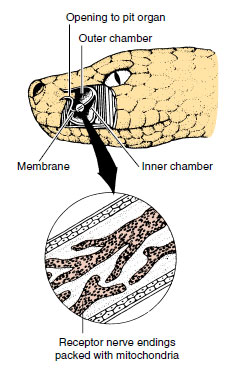 Pit organ of rattlesnake