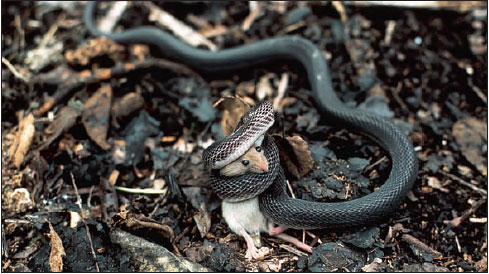 Nonvenomous African house snake