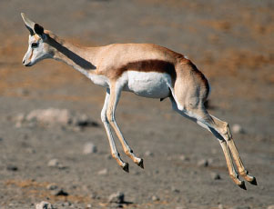 This female springbok, a kind of antelope, b bounces into the air with an