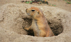 Ground squirrels, like this marmot, create dwellings underground