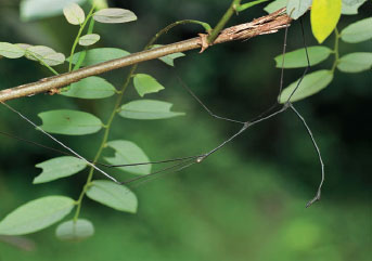 Walkingsticks are insects that look like twigs. They are able to blend in