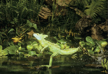 When fleeing a predator, the basilisk lizard musters up enough energy to be able to run on water