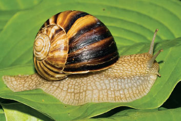For slow-moving animals like the snail, a shell is a primary defense. This snail is resting on a leaf, but it can quickly disappear inside its shell if it senses a threat