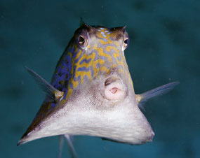 Only the tail, fins, eyes, and mouth stick out of a boxfish’s boxy suit of armor, which is created by linked scales