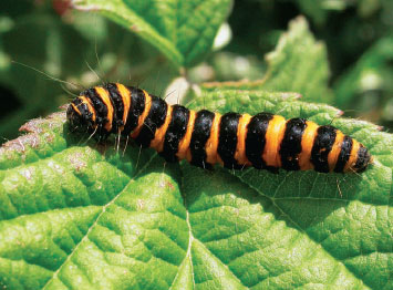 A cinnabar caterpillar is foul tasting and poisonous, and its orange and black warning colors are meant to keep predators away