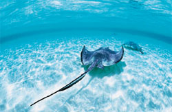 A sharp, venomous spine on a stingray’s tail helps it defend itself from predators, such as sharks