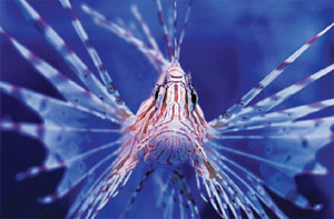 A lionfish spreads out its venomous spiny fins in warning
