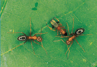 They may look like ants, but jumping spiders are actually mimicking them. Here, two ants flank a jumping spider