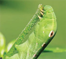 The tiger swallowtail caterpillar can trick predators with its large eyespots.