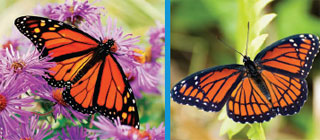 The monarch (left) and viceroy (right) butterflfl ies are now thought to be part of a group of Müllerian mimics—harmful animals that mimic other harmful animals