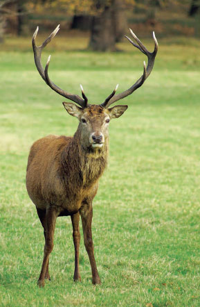 Although antlers may seem like a good weapon, a deer typically uses its antlers more for interacting with other deer than for fighting off predators