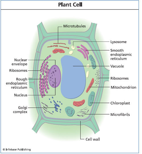 A plant cell consists of numerous specialized organelles.