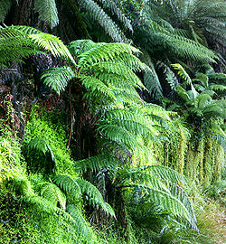 Dicksonia antarctica, a species of tree fern.