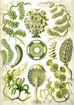 Green algae from Ernst Haeckel's Kunstformen der Natur, 1904.